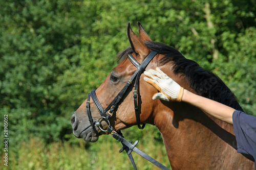Pferdeporträt mit haltender Menschenhand