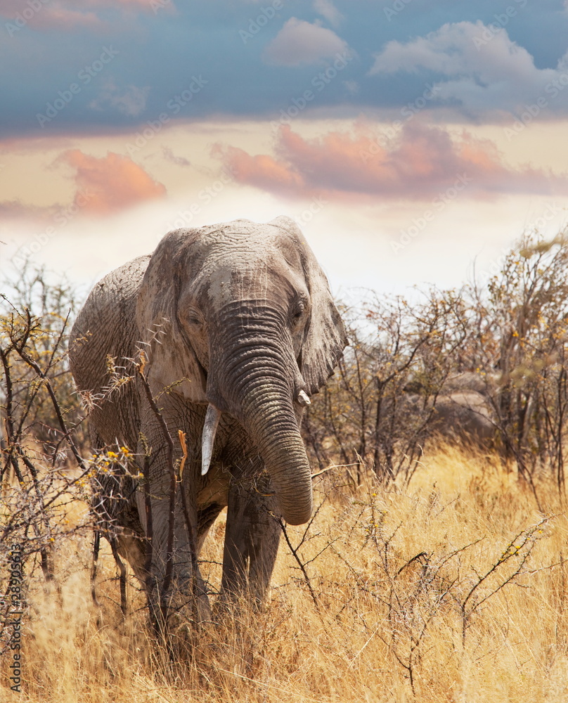 Fototapeta premium Elephant