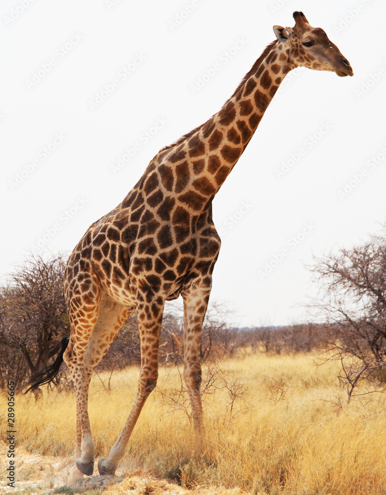 Obraz premium Giraffe