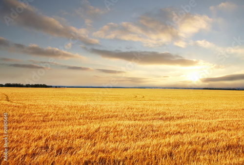 Field on sunset