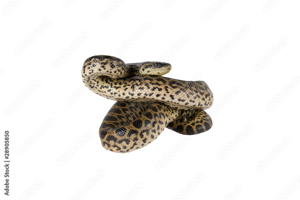 Obraz premium Anaconda