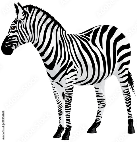 Zebra. Vector illustration.