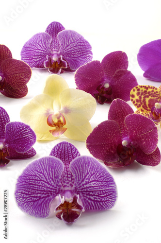 macro shot of colorful orchid