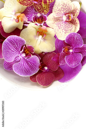 Fototapeta Naklejka Na Ścianę i Meble -  colorful orchid border
