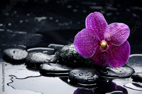 still life with pebble and orchid with water drops #28907297