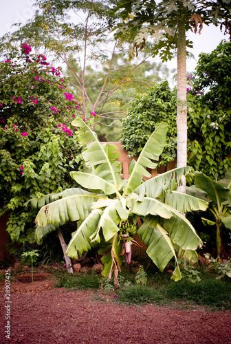 Jardin d'Afrique