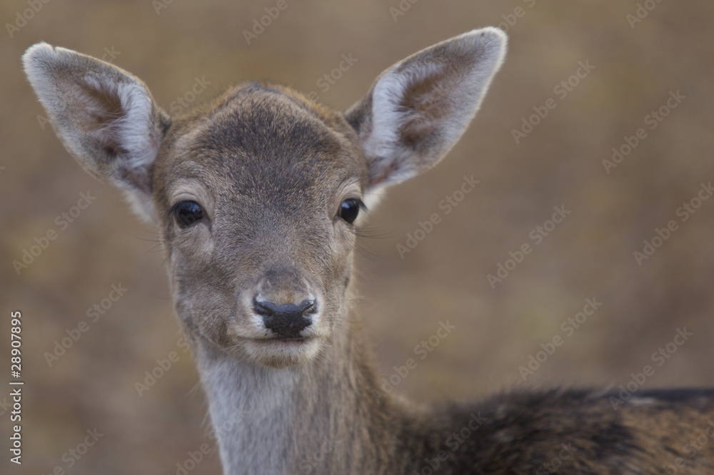 Fototapeta premium Damhirschkuh