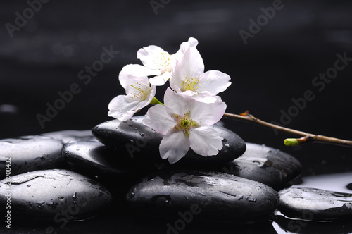 Zen stone and spring cherry with water drops