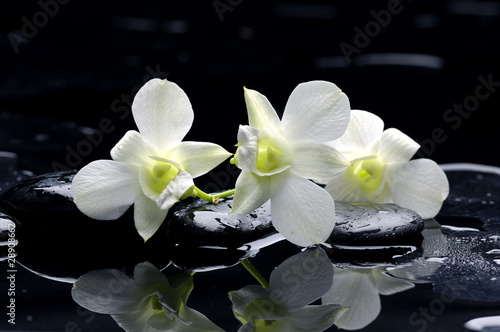 Purple orchid and black stones with reflection #28908662