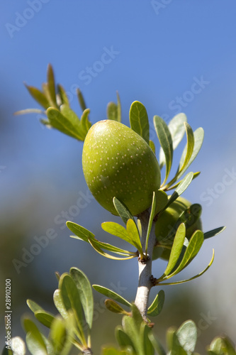 Closeup of an argan nut
