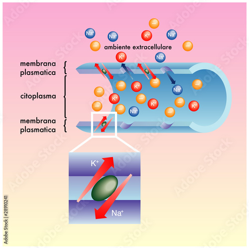membrana plasmatica