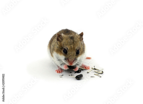 Billede på lærred Chinese hamster