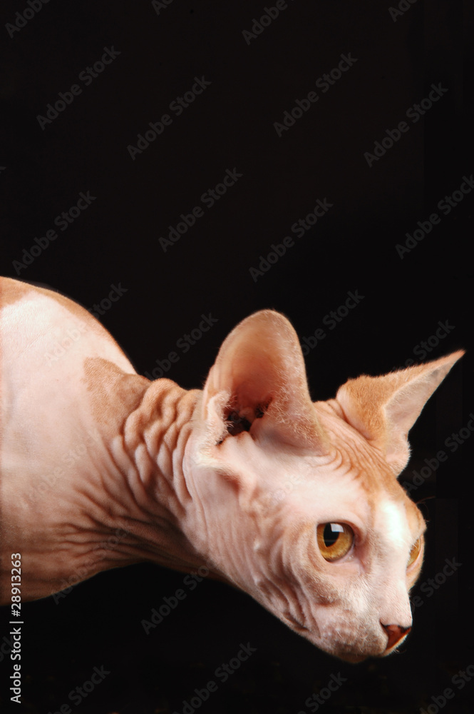 Sphynx Red and Wite Tabby primo piano Sphynx Red and Wite Tabby primo piano