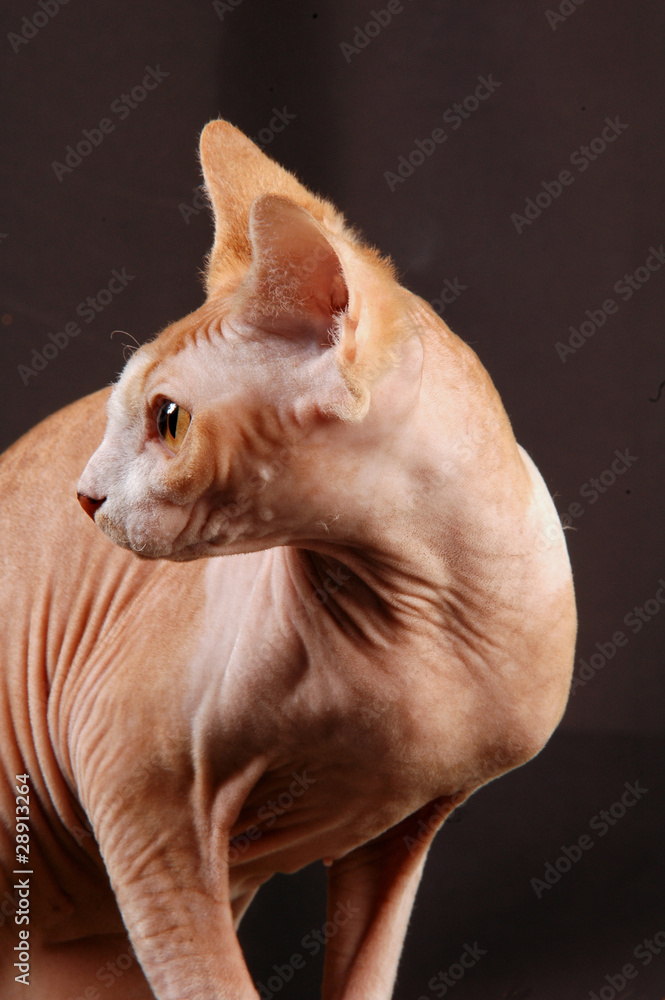 Profilo di Sphynx red and white tabby