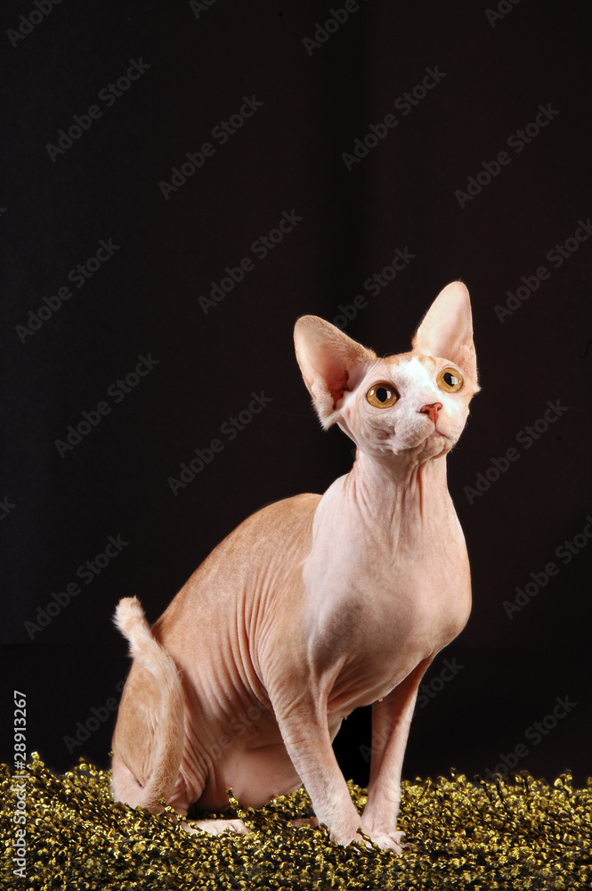 Sphynx Red and Wite Tabby figura intera in verticale