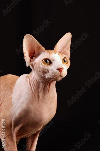 Muso di Sphynx red and witw tabby