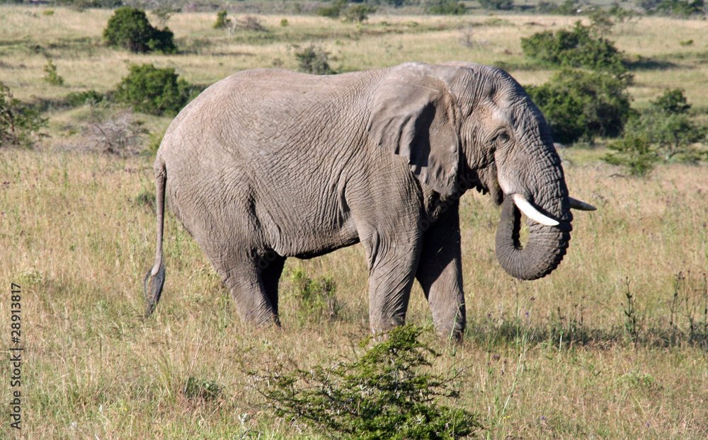 Obraz premium Wild South African Elephant