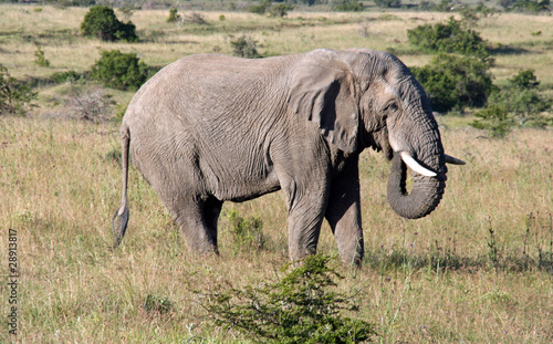 Wild South African Elephant