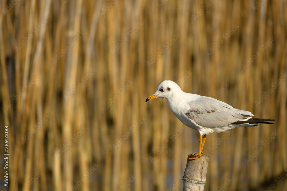 Fototapeta premium Seagull standing on the timber