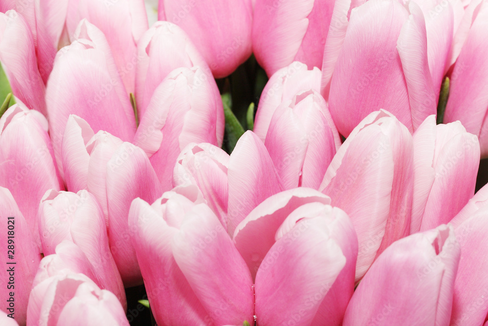 Obraz premium tulips pattern