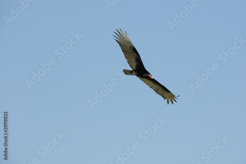 Turkey Vulture Cathartes Aura  Mexico 2007