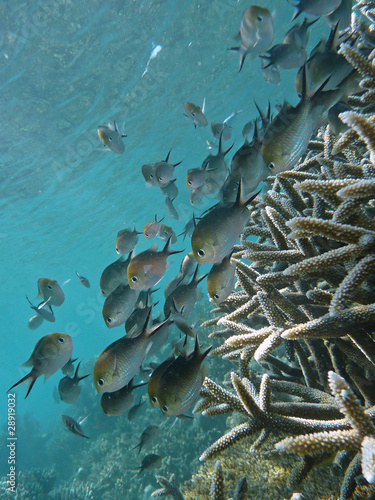 Corail et poissons