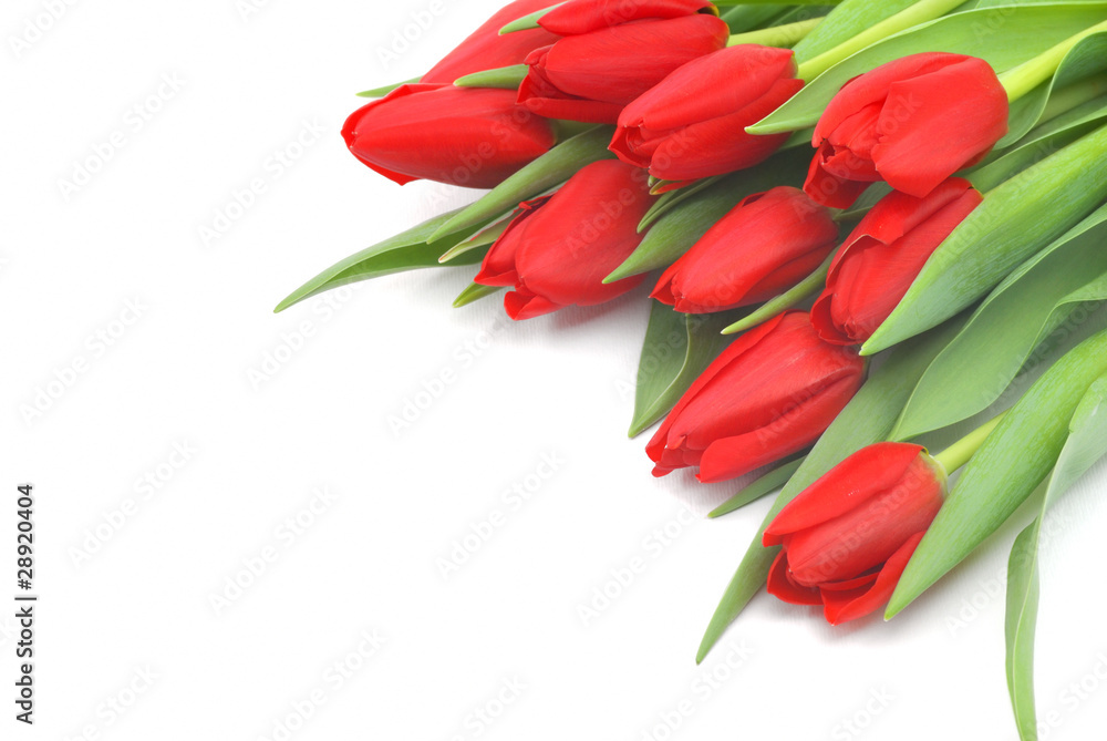 Red tulips