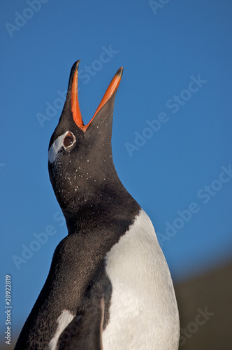 Penguin Looking Skyward photo