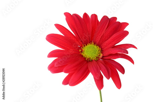 Single red chrysanthemum daisy