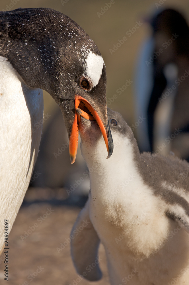 Obraz premium Penguin Feeding its Young