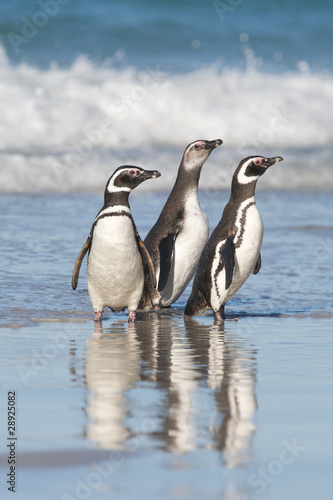 Three Penguins