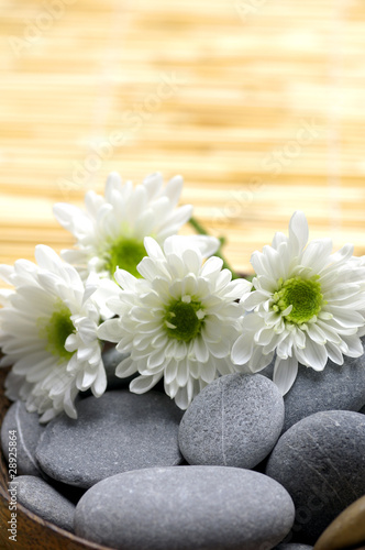 chrysanthemums and natural stones for relaxation