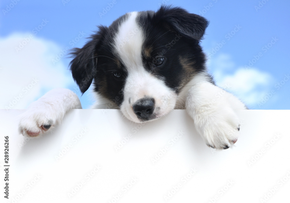 Australian Shepherd (Aussie) Puppy Above a Blank Sign Australian Shepherd (Aussie) Puppy Above a Blank Sign