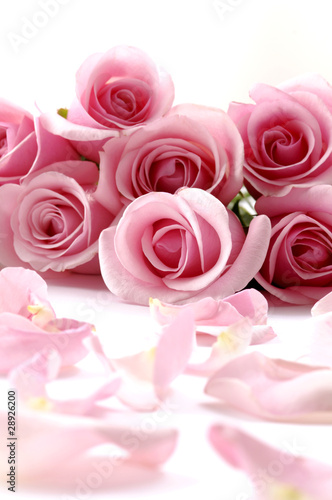 Close up of bouquet pink rose petals