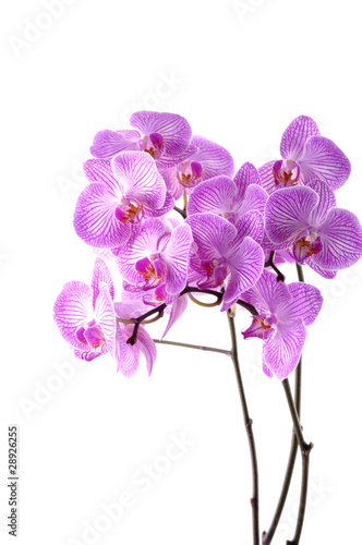 Branch of pink orchid isolated on white