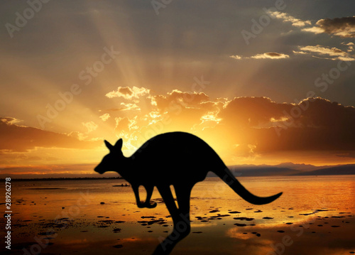 kangaroo on the sunset