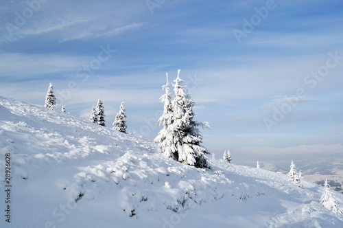 Snowy fir trees on the slope