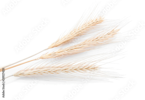 Barley or wheat