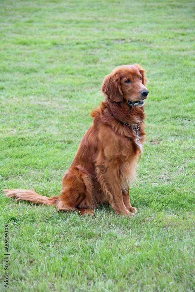 Irish Red Setter