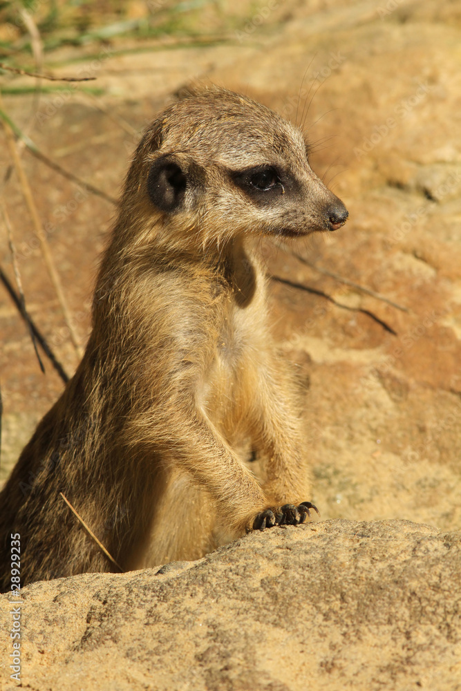 Little meerkat Little meerkat