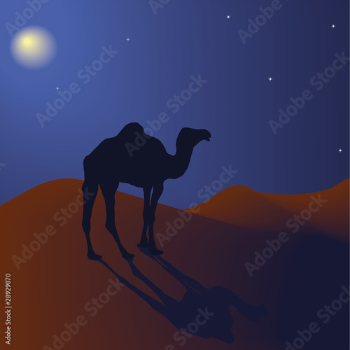 Vector camel in the night desert