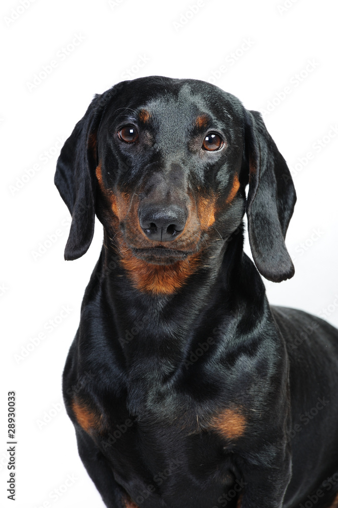 dachshund dog in front of a white background