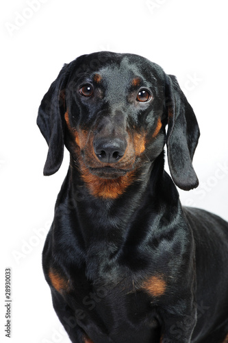 dachshund dog in front of a white background © Julia Remezova
