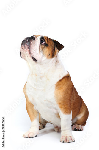 English bulldog