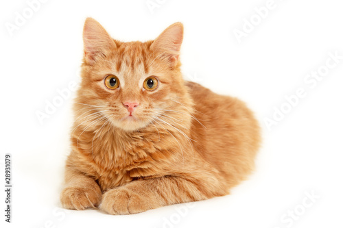 red kitten resting isolated on white background
