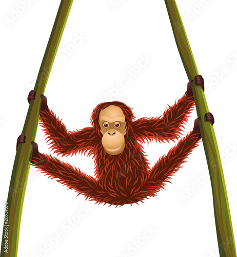 Orang utan hanging time