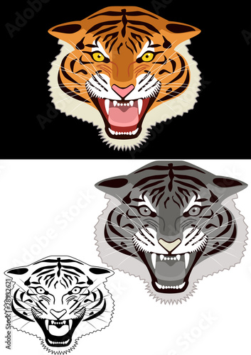Tiger head illustration