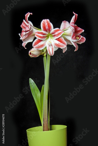 red amaryllis in flower pot on black