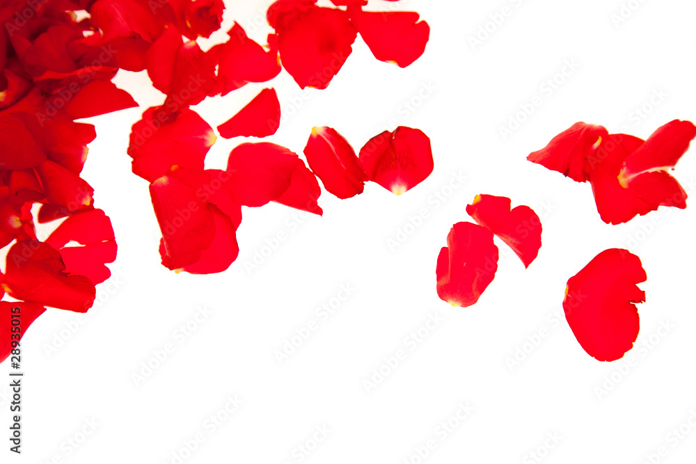 Red rose petals isolated on white - Valentine's Day Red rose petals isolated on white - Valentine's Day