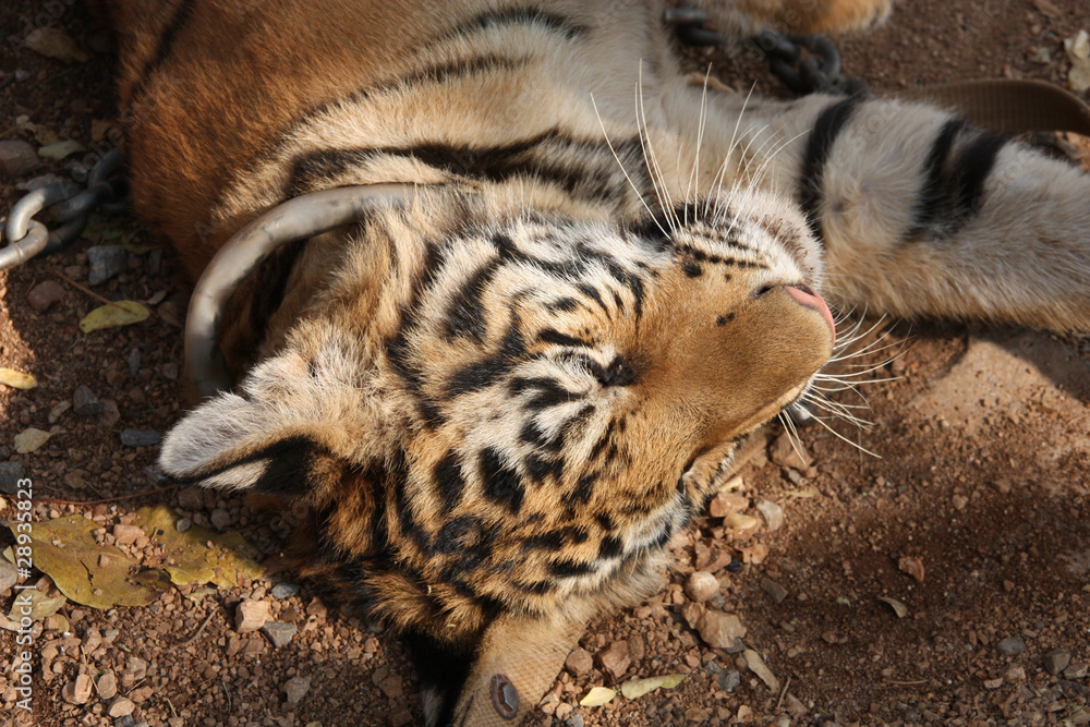 Tiger cub in famous tiger temple, Thailand Tiger cub in famous tiger temple, Thailand